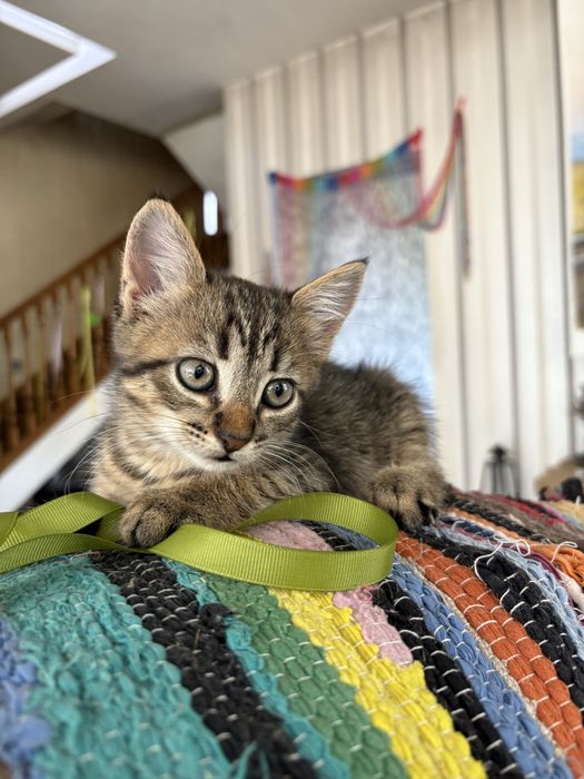 Котенок    2  месяца