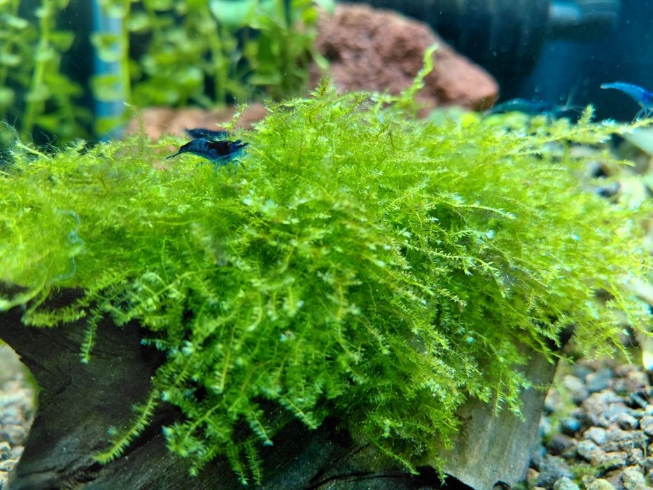 Mech do akwarium. Chriatmass moss, java moss