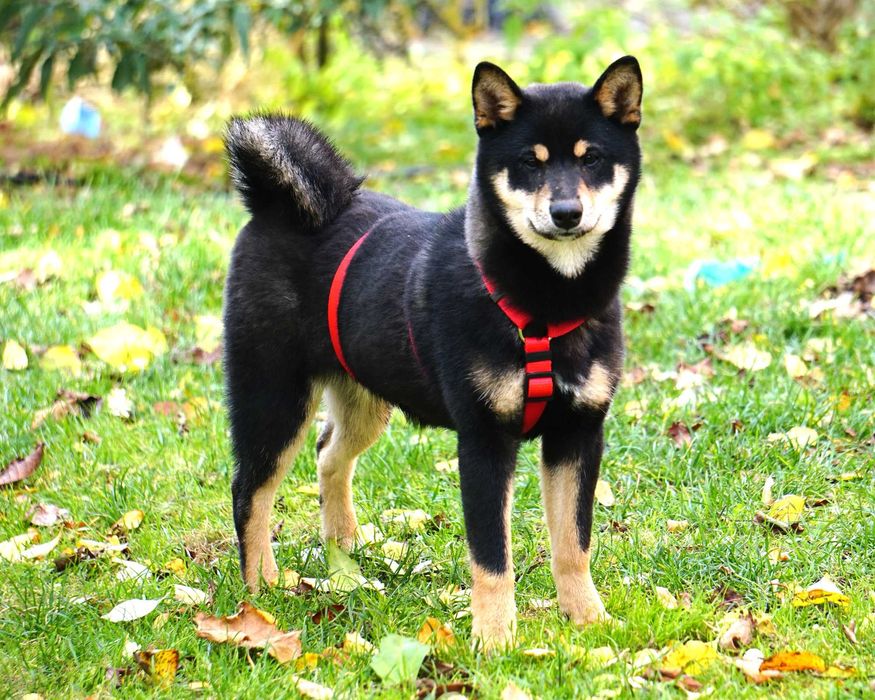 shiba inu czarna suczka szczeniaczek