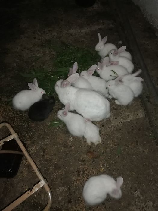 Продам кролі,  хлопчики та дівчата