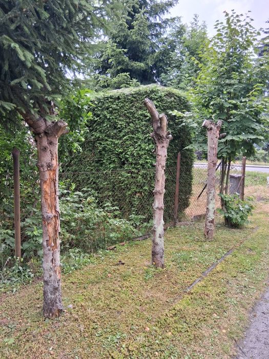 Drzewo na opal okazja