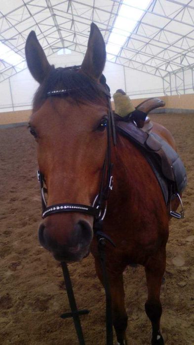 Ogłowie hanowerskie Loesdau