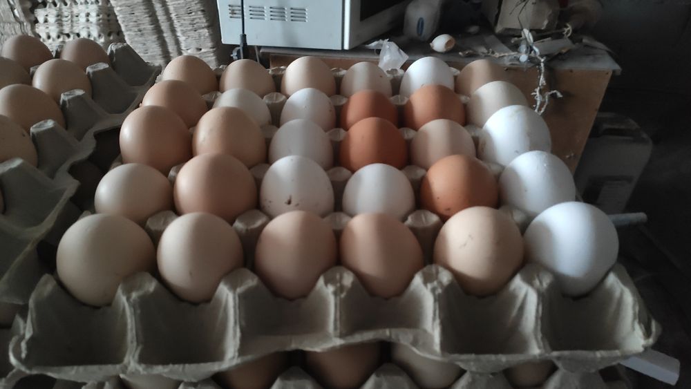 Продам яйця курячі домашні