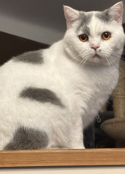 Błękitno-biały kocur brytyjski – łagodny pieszczoch szuka miłości!