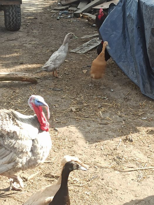 Biegus indyjski kaczęta kaczki