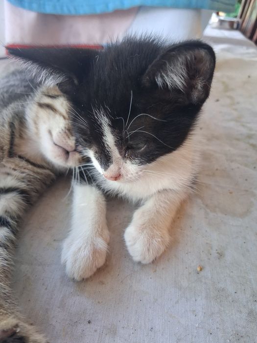 Gatinhos para doação!