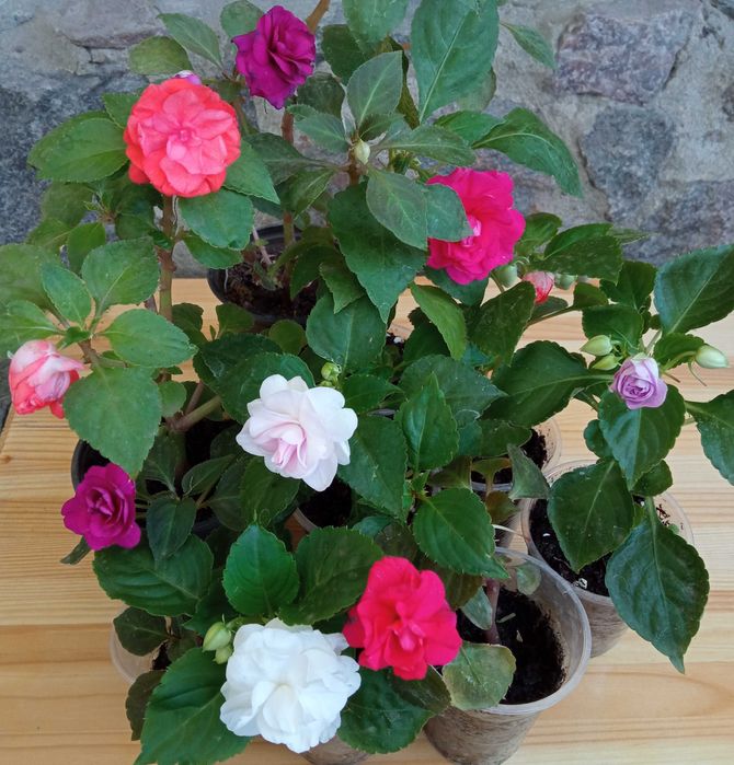 Бальзамин махровый, комнатное