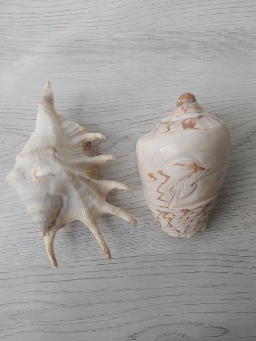 Мушлі в акваріум