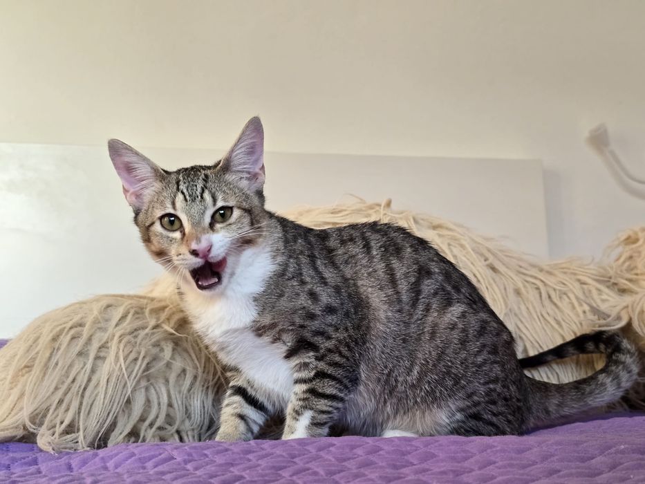 Nestor. Para adopção!