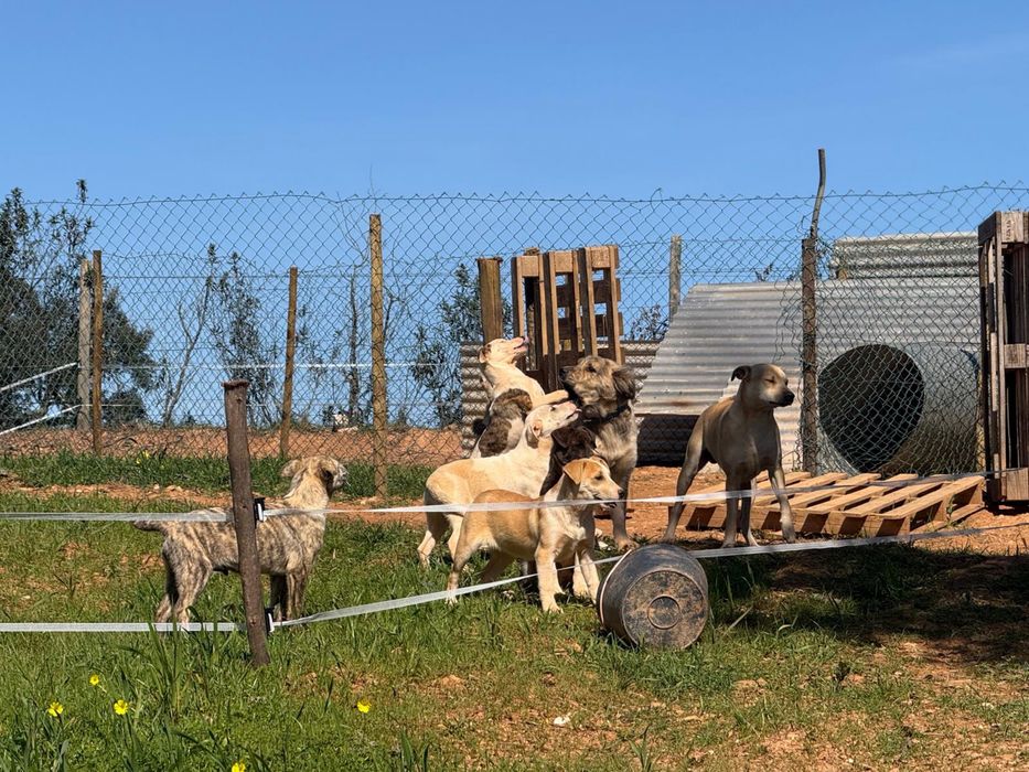 Cachorros /Caes pra doar