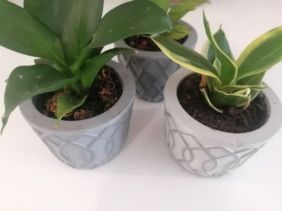 Mini Sansevieria - Espadinhas S. Jorge e Santa Bárbara