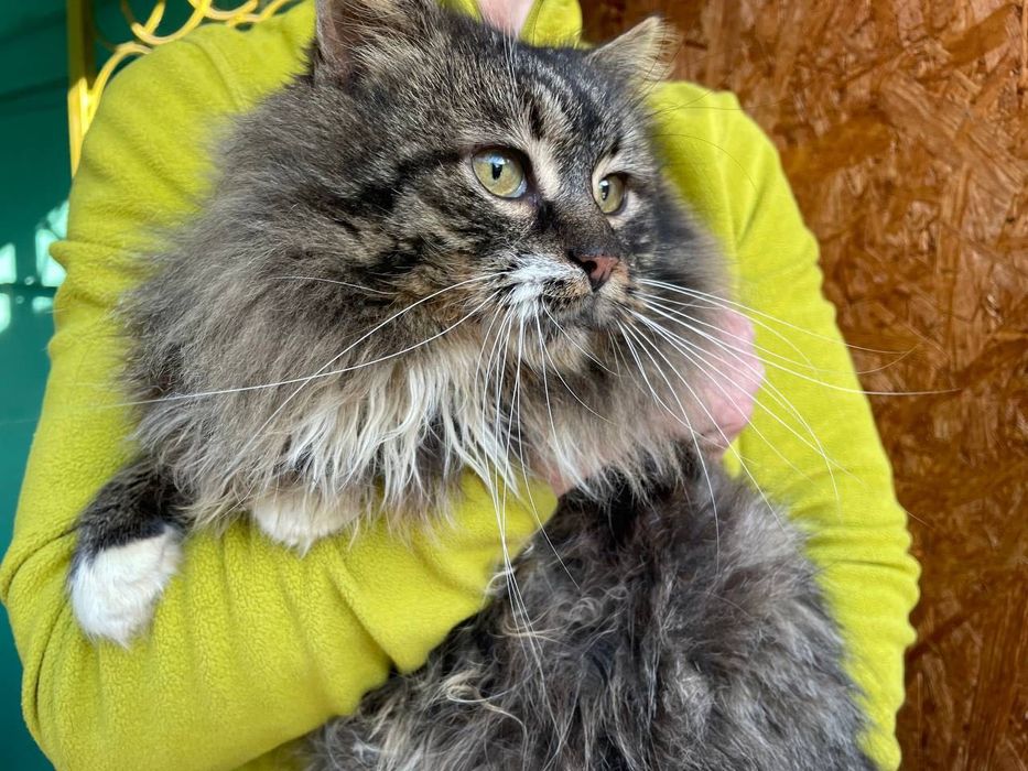 Величний кото-юнак Френк