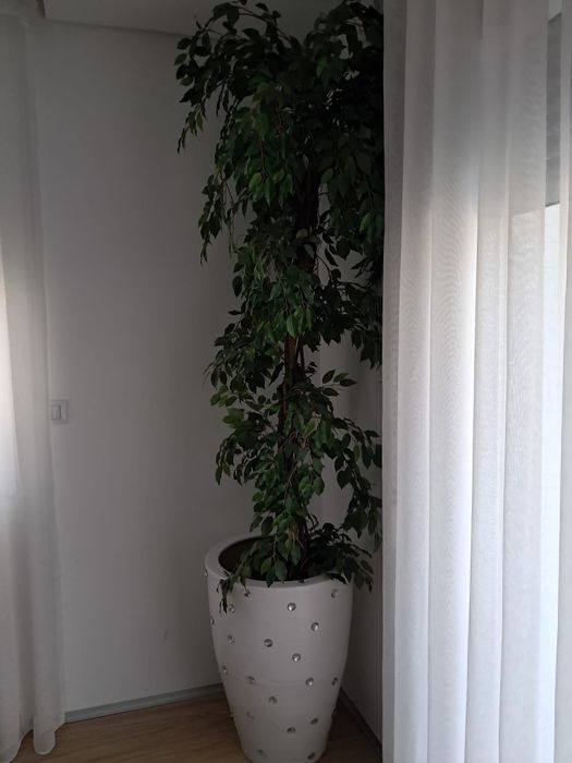 Ficus Benjamina Artificial — 2 Metros de Altura