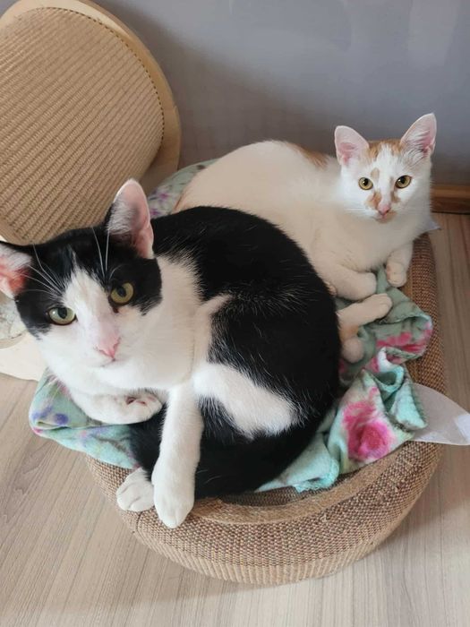 Pianka i Ferduś czy ktos pokocha