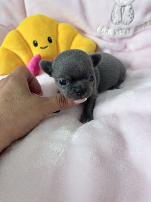 Chihuahua wyjatkowa urocza niebieska suczka
