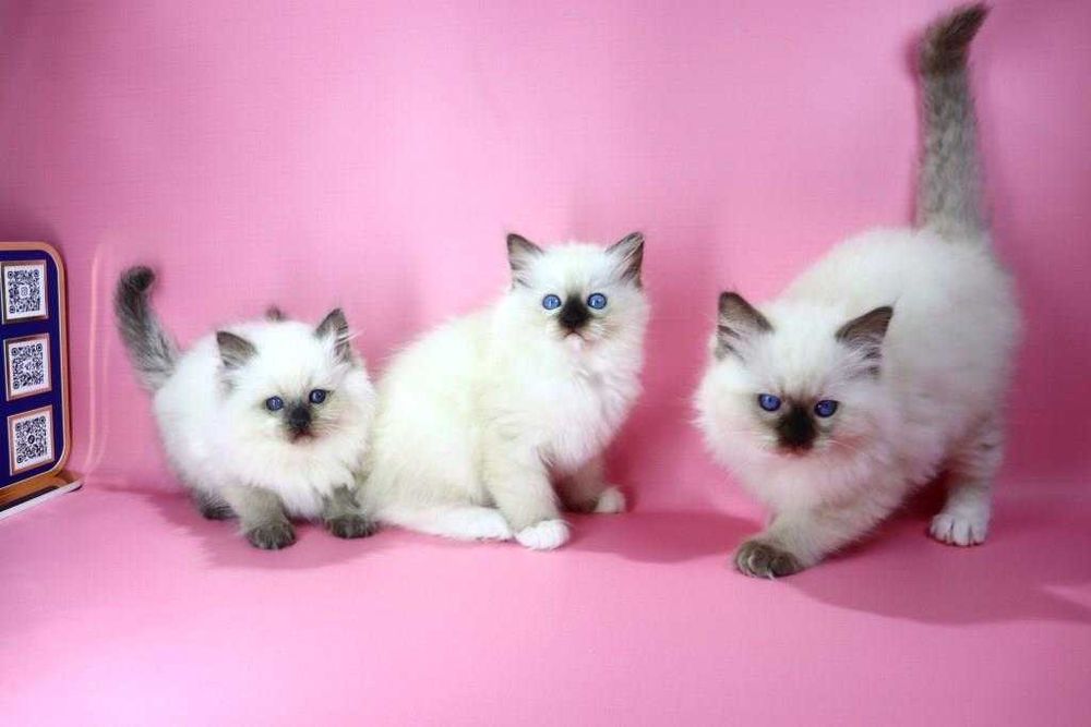 Коли вдома є регдолл — там завжди тепло