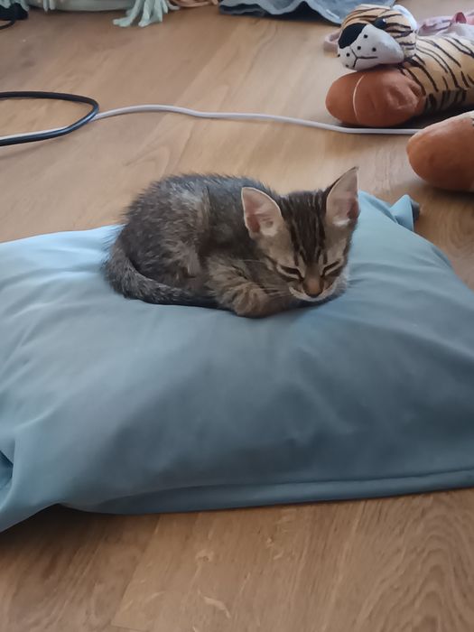 Gatinhos para adoção