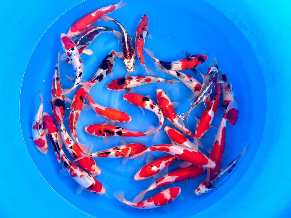 Japońskie karpie koi - WYSYŁKA Słupsk - polecam