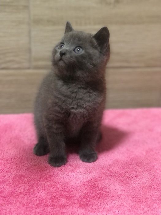 Британський хлопчик!