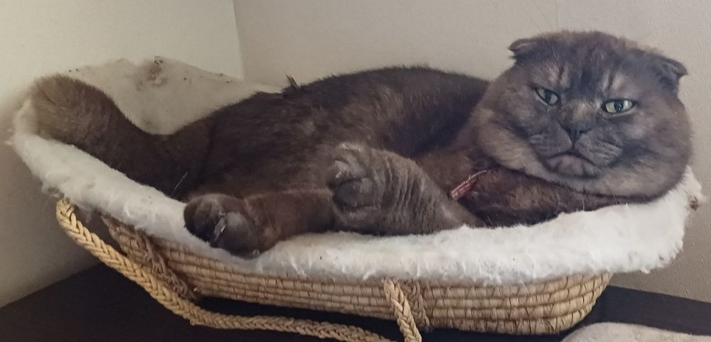 Шикарный кот Скоттиш фолд черный дым вязка!
