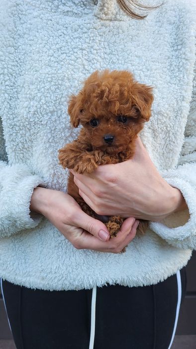 Мальтіпу, Той пудель хлопчик Китай, тікап (teacup Poodle )
