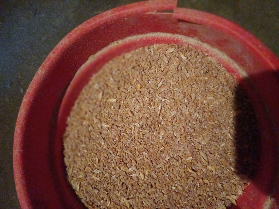 Pasza, śruta dla kur, drobiu