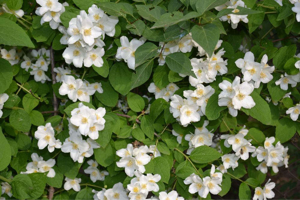 Жасмін , багаторічні рослини