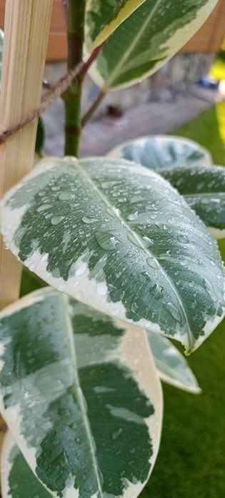 Фікус Тінеке (Ficus Tineke)
