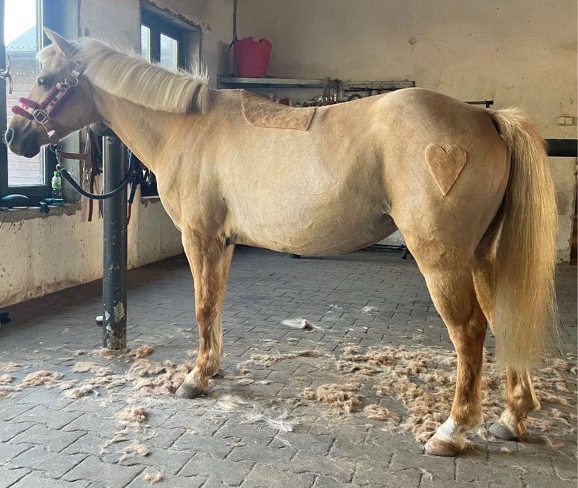 Golenie koni z dojazdem