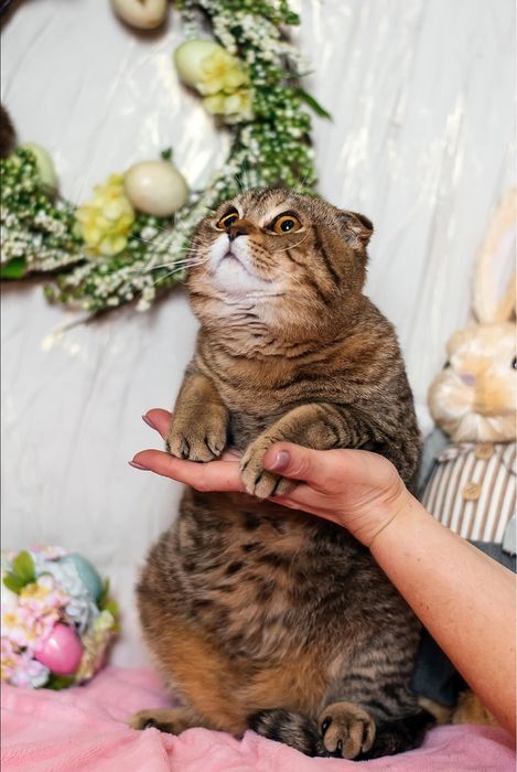 Продаж шотландських котиків