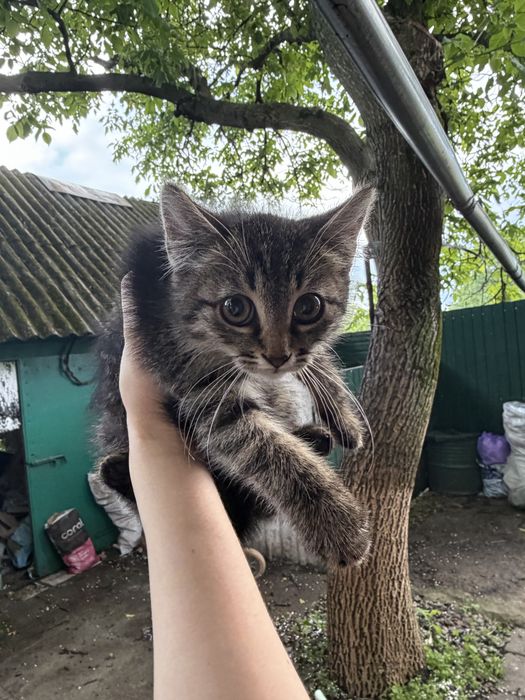 Віддам кошеня у добрі руки