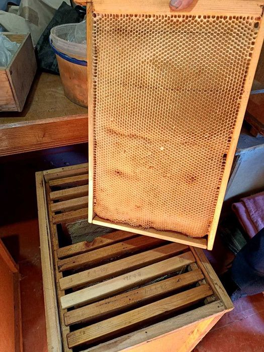 Продам: пасіку, вулики, бджоли, медогонку, інвентар до бджіл(комплект)