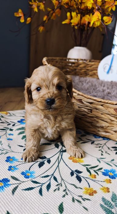 REZERWACJA**Cockapoo** uroczy piesek !