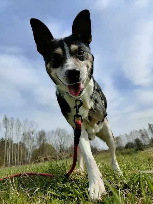 Wesoły i proludzki trójłapek do adopcji