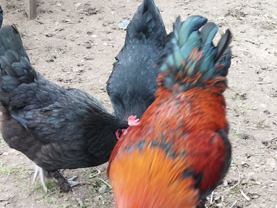 Ovos Marans ferteis