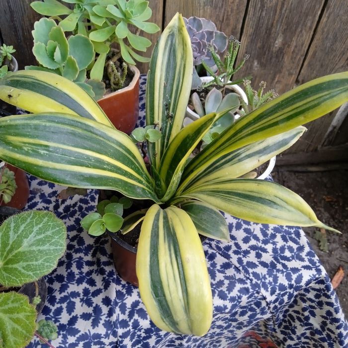 В кожний дім -  живі квіти .