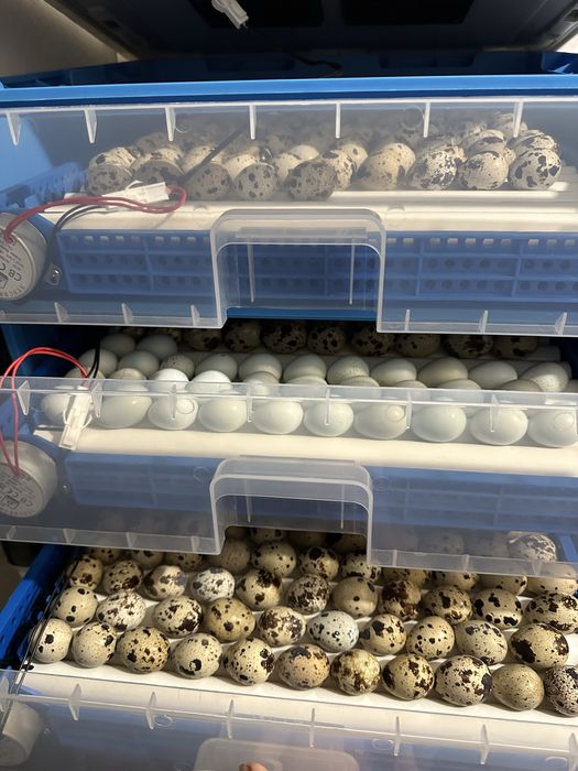 Інкубаційні перепелині яйця (порода Техас)