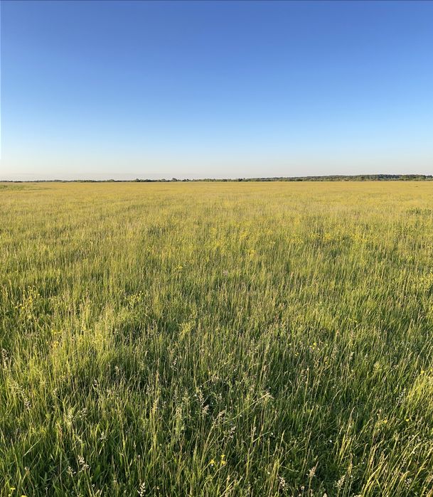 Сіно лугове різнотравʼя в тюках | Від виробника