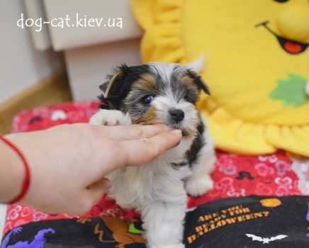 Роскошная стандартная Бивер йорки девочка VIP- класса. Есть мини. Киев