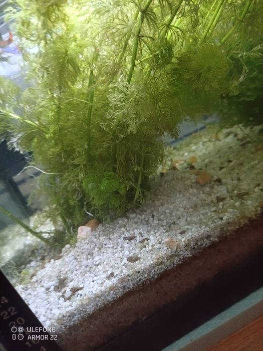 Planta aquática para aquário