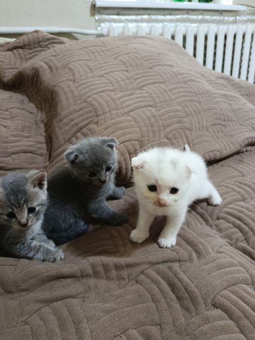 Подарую кошенят безкоштовно
