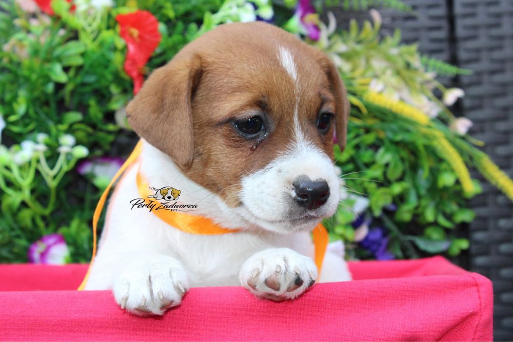 Sunia Jack Russell Terrier ZKwP FCI Gotowa do odbioru