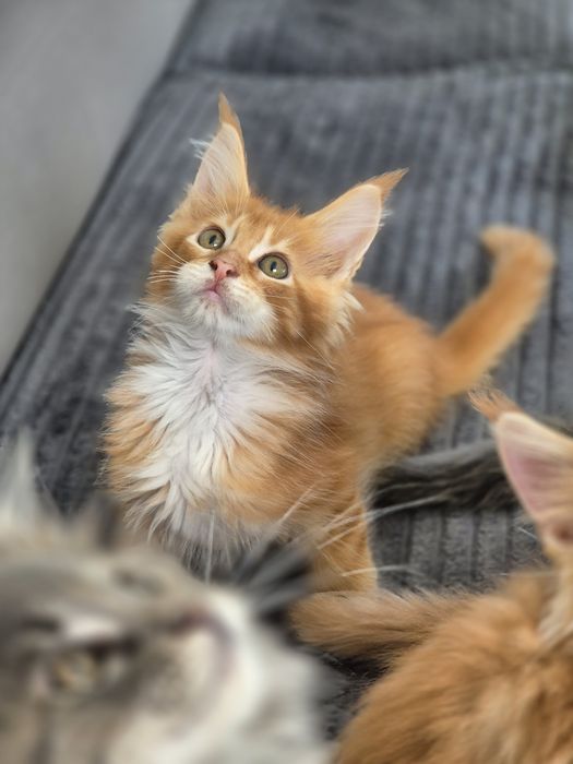 Kot Maine coon po sterylizacji- kastracji Gotowy do odbioru