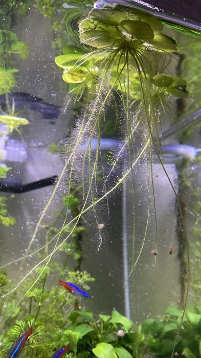 Limnobium laevigatum