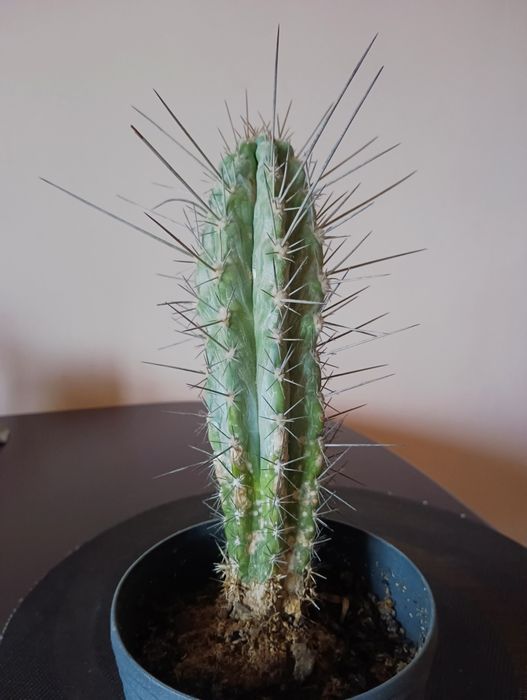 Кактус великий домашній