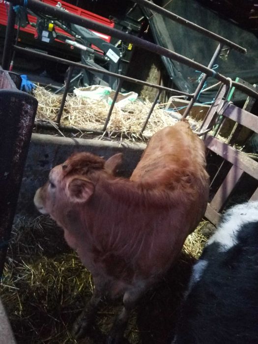 Vendo vitelos raça marinhoa