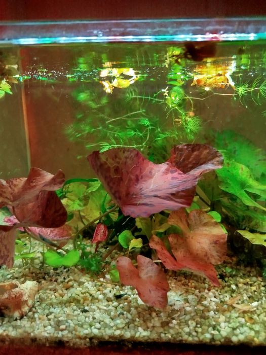 Lotos Tygrysi  Czerwony - piękne sadzonki -2 szt