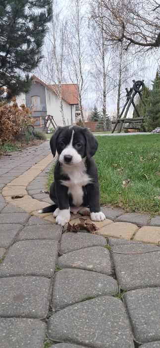 Szczeniaczki Oddam za darmo