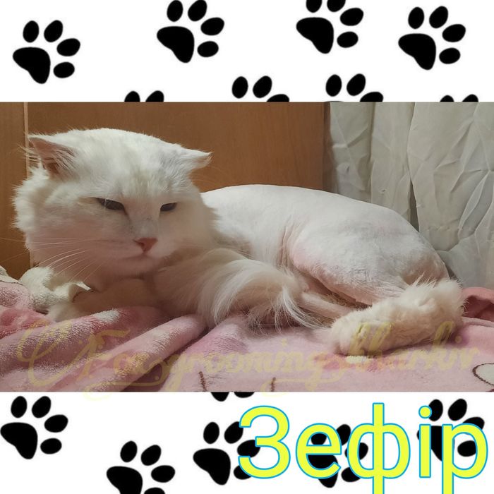 Котик . Киця.  Стрижка кішок . Стрижка котів . Грумінг