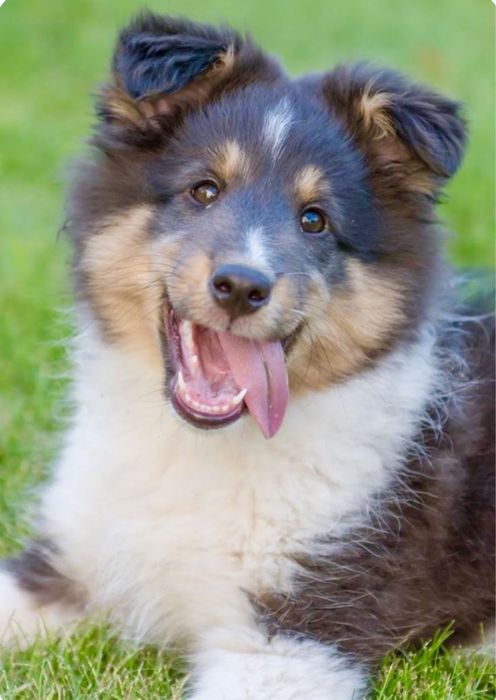 Rough Collie / Lassie